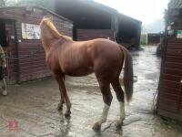 YEARLING 16.1HH CHESTNUT GELDING - 29