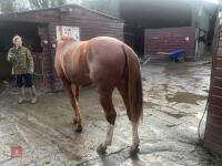 YEARLING 16.1HH CHESTNUT GELDING - 30