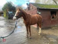 YEARLING 16.1HH CHESTNUT GELDING - 32