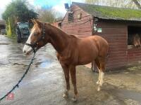 YEARLING 16.1HH CHESTNUT GELDING - 33