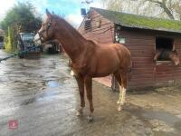YEARLING 16.1HH CHESTNUT GELDING - 34