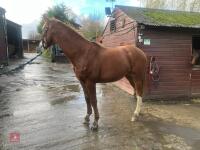 YEARLING 16.1HH CHESTNUT GELDING - 35