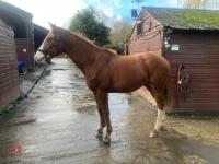 YEARLING 16.1HH CHESTNUT GELDING - 36