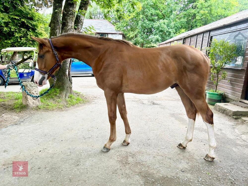 YEARLING 16.1HH CHESTNUT GELDING