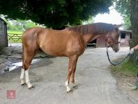 YEARLING 16.1HH CHESTNUT GELDING - 2