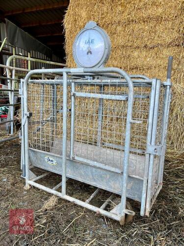 IAE MECHANICAL SHEEP WEIGH CRATE