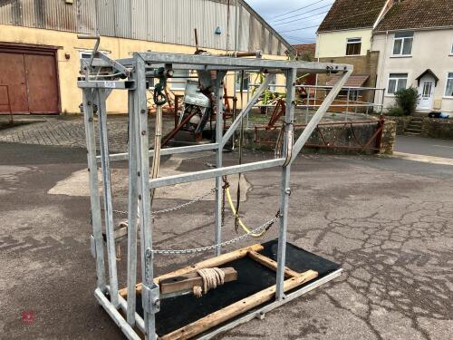 GALVANISED CATTLE FOOT TRIMMING CRUSH