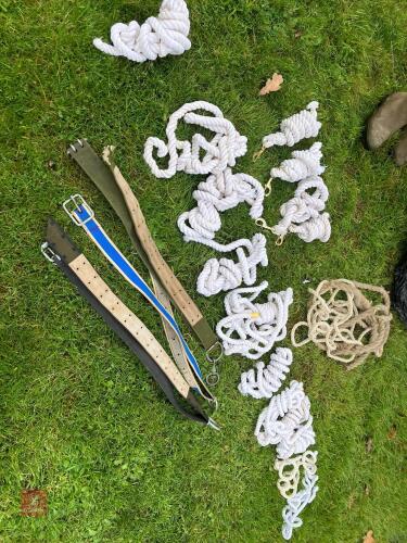 11 HEAD COLLARS & 3 POUND COLLARS