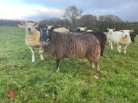 9MO PEDIGREE BADGER FACE TEXEL EWE LAMB