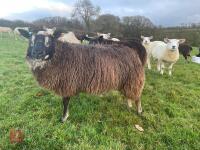 9MO PEDIGREE BADGER FACE TEXEL EWE LAMB - 2