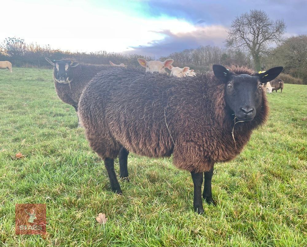 9MO PEDIGREE BADGER FACE TEXEL EWE LAMB