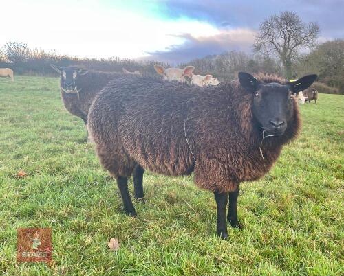 9MO PEDIGREE BADGER FACE TEXEL EWE LAMB