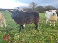 9MO PEDIGREE BADGER FACE TEXEL EWE LAMB - 2