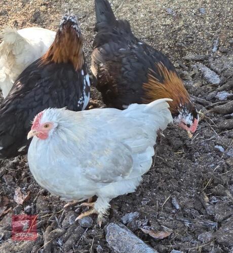 3 UNSEXED MILLDEFLUER X BANTAMS - BIDS PER LIFE