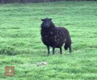 2 FLOCK AGE BLACK WELSH MOUNTAIN EWES - BIDS PER LIFE