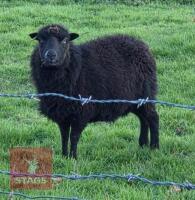 6 FLOCK AGE OUESSANT EWES - BIDS PER LIFE - 2
