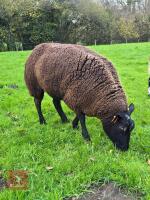1YO PEDIGREE DUTCH SPOTTED EWE IN LAMB