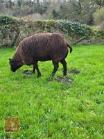 1YO PEDIGREE DUTCH SPOTTED EWE IN LAMB - 2