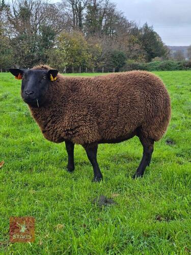1YO PEDIGREE DUTCH SPOTTED EWE IN LAMB