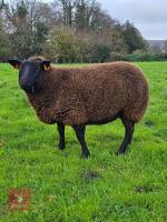 1YO PEDIGREE DUTCH SPOTTED EWE IN LAMB