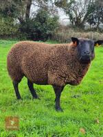 1YO PEDIGREE DUTCH SPOTTED EWE IN LAMB - 2
