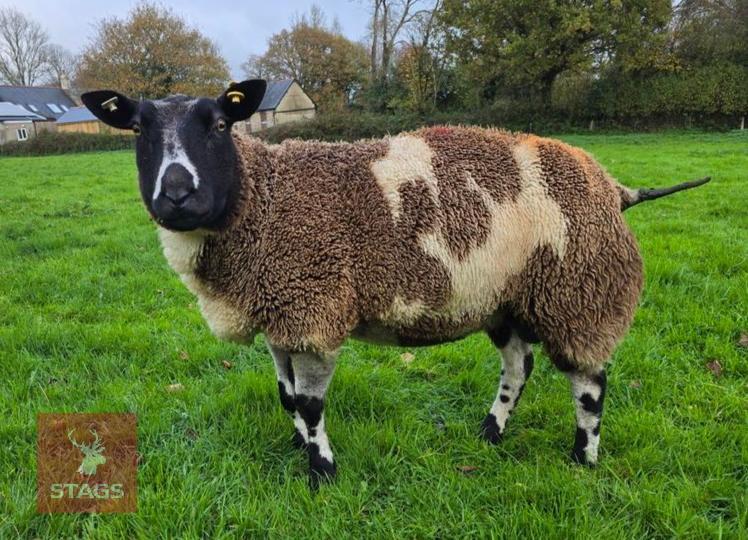 PEDIGREE DUTCH SPOTTED EWE IN LAMB