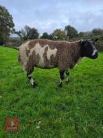 PEDIGREE DUTCH SPOTTED EWE IN LAMB - 2