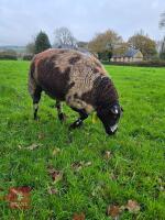 4YO PEDIGREE DUTCH SPOTTED EWE IN LAMB