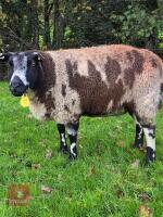 4YO PEDIGREE DUTCH SPOTTED EWE IN LAMB - 2