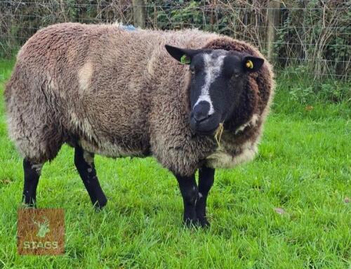 2YO PEDIGREE DUTCH SPOTTED EWE IN LAMB