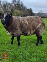 2YO PEDIGREE DUTCH SPOTTED EWE IN LAMB - 2