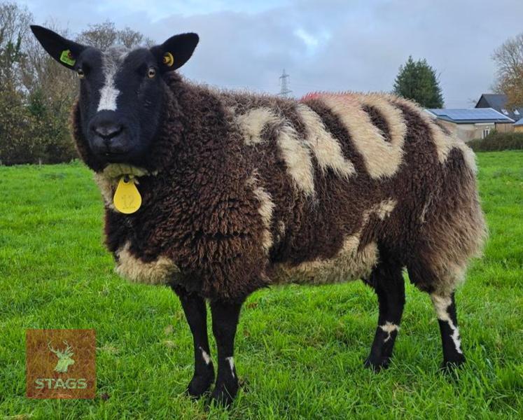 2YO PEDIGREE DUTCH SPOTTED EWE IN LAMB