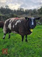 2YO PEDIGREE DUTCH SPOTTED EWE IN LAMB - 2