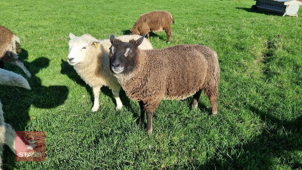 BADGER FACE TEXEL X TEXEL RAM LAMB
