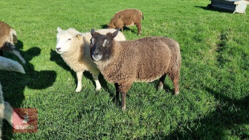 BADGER FACE TEXEL X TEXEL RAM LAMB