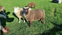 BADGER FACE TEXEL X TEXEL RAM LAMB