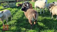 BADGER FACE TEXEL X TEXEL RAM LAMB - 2