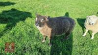 BADGER FACE TEXEL X TEXEL RAM LAMB - 3