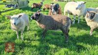 BADGER FACE TEXEL X TEXEL RAM LAMB - 4
