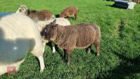BADGER FACE TEXEL X TEXEL RAM LAMB - 5
