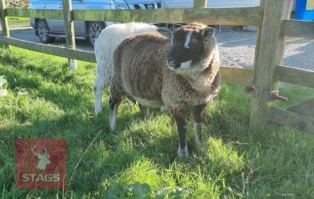 BADGER FACE TEXEL X TEXEL RAM LAMB