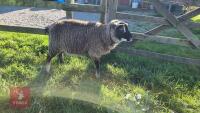 BADGER FACE TEXEL X TEXEL RAM LAMB - 2