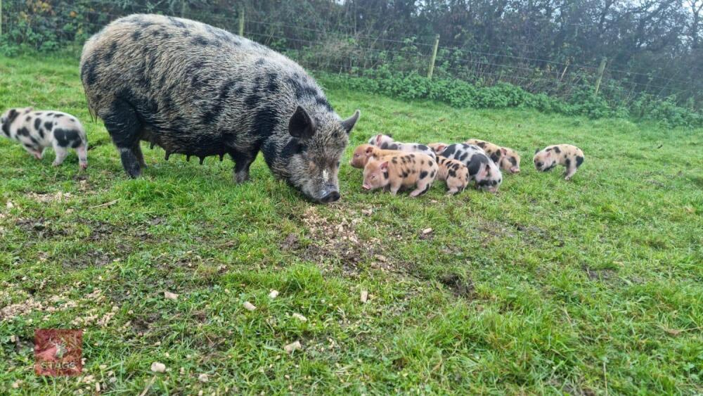 2 JULIANA X MINI KUNEKUNE BARROWS - BIDS PER LIFE