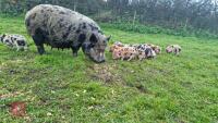2 JULIANA X MINI KUNEKUNE BARROWS - BIDS PER LIFE