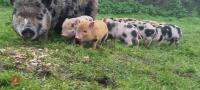 2 JULIANA X MINI KUNEKUNE BARROWS - BIDS PER LIFE - 2
