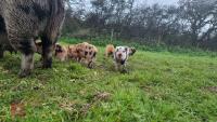 2 JULIANA X MINI KUNEKUNE BARROWS - BIDS PER LIFE - 3
