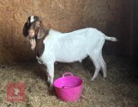 BOER BILLY GOAT