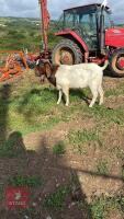 BOER BILLY GOAT - 2