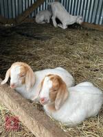 BOER BILLY GOAT - 3