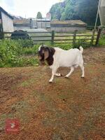 BOER BILLY GOAT - 4